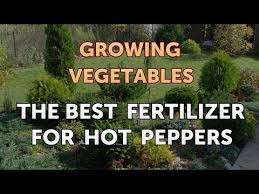 Full sunlight helps them to produce healthy and large fruits. The Best Fertilizer For Hot Peppers Youtube