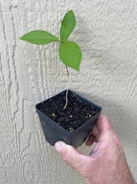 Image result for Petiveria alliacea