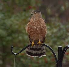 Check spelling or type a new query. Tips For Keeping Birds Of Prey Away From Your Feeders