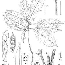 Image result for Cola greenwayi