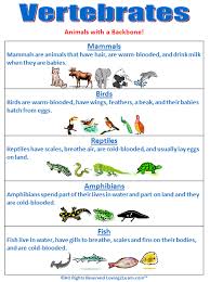 Vertebrates Chart Www Loving2learn Com Montessori Science