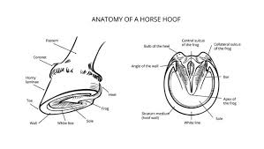 On the front legs, i thought the canon bone was supposed to be longer! 255 Best Horse Hoof Anatomy Images Stock Photos Vectors Adobe Stock
