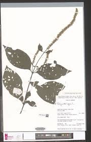 Image result for Hypselodelphys scandens