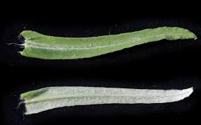 Image result for Helichrysum whyteanum