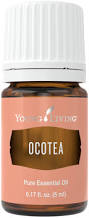 Image result for Ocotea