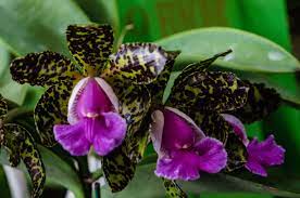 Cattleya Peckaviensis Cattleya Beautiful Orchids Orchids