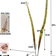 Image result for Lepisorus excavatus