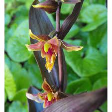 245 отметок «нравится», 1 комментариев — olga ryabtsova (@o.ryabtsova) в instagram: Epipactis Gigantea Serpentine Night Perennial Orchid