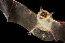 Read millions of reviews and get information about costs. Bat Removal Bohmz Pest Services