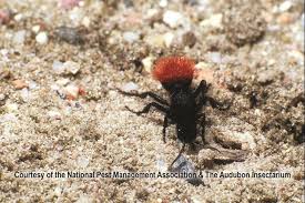 Black And Orange Bug That Looks Like A Wasp Velvet Ants Are Not Ants At All But Are Actually Types Of Wasps Female Velvet Ants Are Very Hairy And Black In Color Sometimes With Areas Ants Insects Wasp