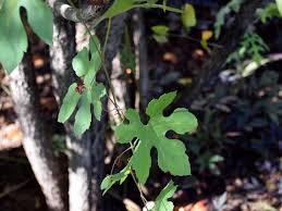 Image result for Ampelocissus africana