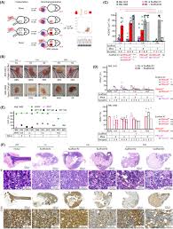Robust acute myeloid leukemia engraftment in humanized scaffolds using  injectable biomaterials and intravenous xenotransplantation - Busa -  Molecular Oncology - Wiley Online Library