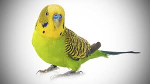 What are the different colors of parakeets? Talking Parakeet Budgie With Amazing Vocabulary Youtube