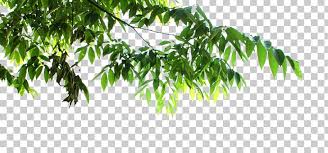 Tree Leaf Png Clipart Autumn Leaves Banana Leaves Branch Clip Art Color Free Png Download If you like, you can download pictures in icon format or directly in png image format. tree leaf png clipart autumn leaves