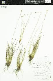 Image result for Xyris fugaciflora