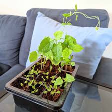 Image result for Thunbergia serpens