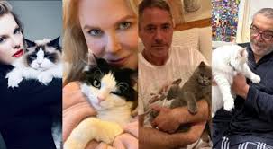 Giornata del gatto, tutti i vip che amano i felini: da Taylor Swift a Ed  Sheeran fino a Macklemore. Le foto delle star