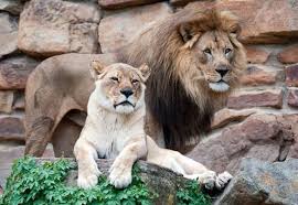 Comment on the news and join lions fan forum at mlive.com. Curious Kids I Would Like To Know Why Man Lions Have Manes And Lady Lions Don T