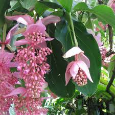 If you have a friend or a family member residing in malaysia and you have been planning to surprise them for a while, this is the best time to do it. Medinilla Magnifica Aka The Malaysian Orchid Or The Pink Lantern Dengarden