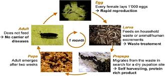 They might be competitor plants (weeds) that grow in the field or greenhouse, taking vital minerals from the soil and using sunlight that might be available to the crop plant. Solid Waste Issue Sources Composition Disposal Recycling And Valorization Sciencedirect