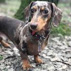 Dachshund Puppies For Sale - AKC PuppyFinder
