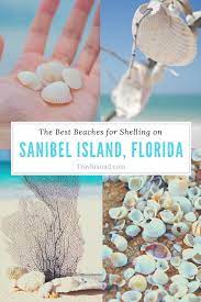 Find the best deals for hotels and resorts on sanibel island & captiva island at our official visitor site. Sanibel Island Shelling A Local S Guide To Finding The Best Shells Travlinmad Slow Travel Blog
