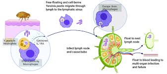 Image result for yersinia fotos