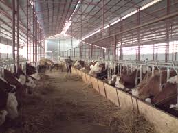 In calitate de fermier al unei ferme cu vaci montbeliarde pentru lapte, trebuie sa aflati raspunsul la aceste intrebari, pentru ca ele ce presupune activitatea unei ferme cu vaci montbeliarde de lapte? Vindem Ferma De Vaci Cu Unitate Proprie De Producere Produse Lactate