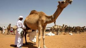 Herders may for periods survive solely on the milk when taking the camels on long distances to graze in desert and arid environments. Camel Cheese Coming Soon To Supermarket Shelves The National