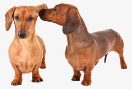 Find dachshund ads in our dogs & puppies category. Looking For A Dachshund Puppy Or Dog In Indianapolis Stock Photography Png Image Transparent Png Free Download On Seekpng