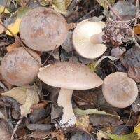 Image result for Clitocybe multiceps