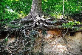 Why Are Tree Roots So Important Mr Tree Inc
