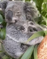 Koalas Gifs Tenor