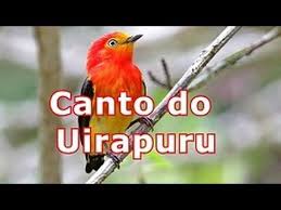 Canto Canario Da Terra Metralha Download Canto Do Uirapuru Uirapuru Passaros Brasileiros Fotografia De Animais