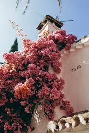 Bougainvillaea Madness Flower Aesthetic Beautiful Flowers Flowers Photography