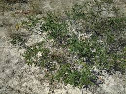 Image result for Copaifera baumiana