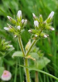 Image result for Cerastium glomeratum