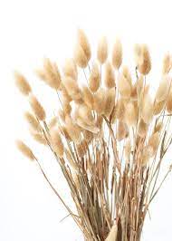 Natural Bunny Tail Grass Dried Grasses Flowers Afloral Com Bunny Tail Dried Flowers How To Preserve Flowers