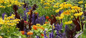 Flowers, along with most plants, will require sowing at a select time of year to make the most impact. What Flowers To Plant In The Fall In Texas Abc Blog