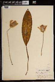 Image result for Cyrtanthus welwitschii