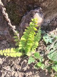 Image result for Adiantum incisum