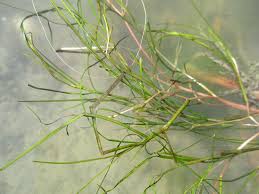 Image result for Stuckenia