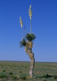 Soaptree Yucca Encyclopedia Of Life