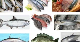 Umpan ini memiliki beragam wujud dan material, namanya pun. Ikan Laut Konsumsi Berikut Nama Dan Gambarnya