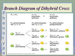 You have 10 days to submit the order for review after you have received the final document. Trihibridare