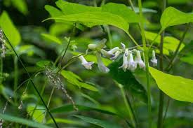 Image result for Amphicarpaea