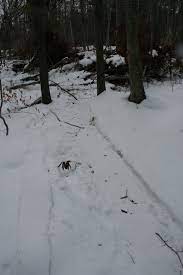 We did not find results for: Beaver Tracks Sign Mynature Apps