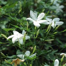 Jasmine tea can be made using any of the true teas from the camellia sinensis plant as a base. How To Make Exotically Scented Jasmine Tea At Home