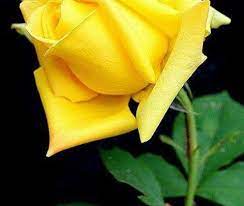 pin on flowers