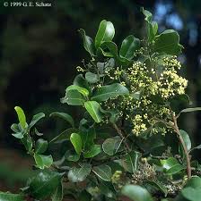 Image result for Rutaceae